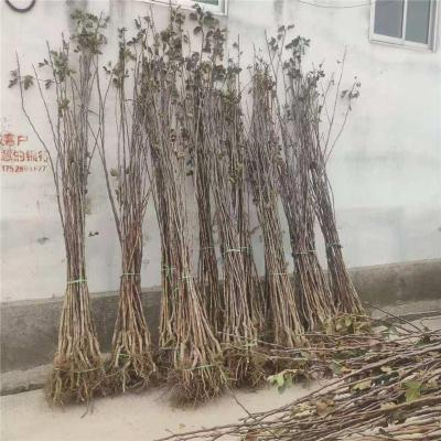 辽宁1.5公分甜红子山楂苗苗圃基地电话