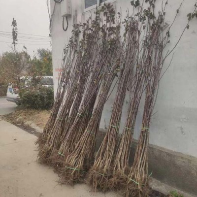 河南1公分大金星山楂苗种植基地