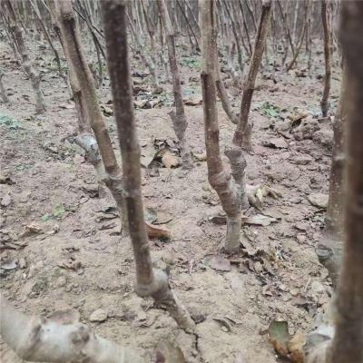 辽宁1.5公分甜红子山楂苗苗圃基地电话