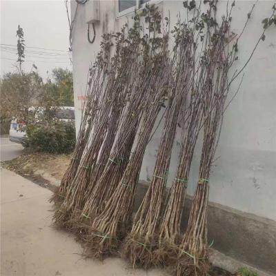 浙江0.7公分甜红子山楂苗产地