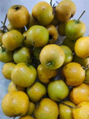 湖北80厘米大金星山楂苗多少钱一棵