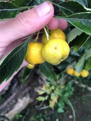 陕西3公分山楂苗供应