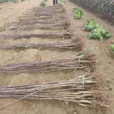 陕西3公分山楂苗哪里有售