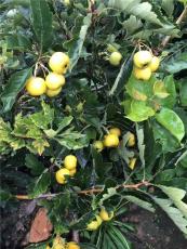 山东2公分山楂苗多少钱一棵