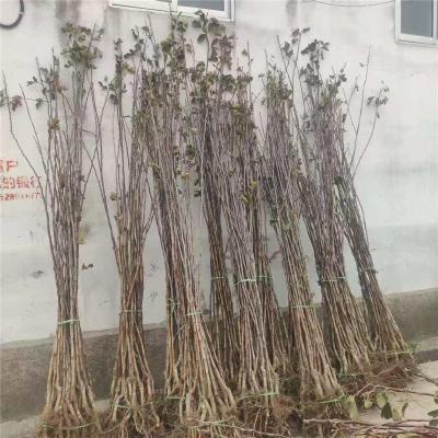 浙江8公分甜红子山楂苗供应