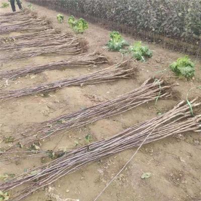 山西1公分山楂苗批发价格