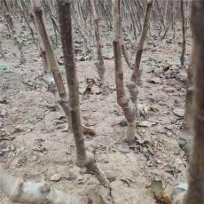 山东5公分甜红子山楂苗供应