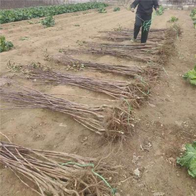 江苏4公分甜红子山楂苗价格