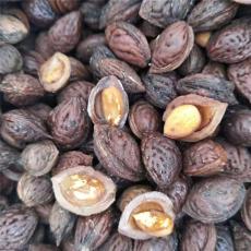 山东省泰安市毛桃种子价格是多少电话