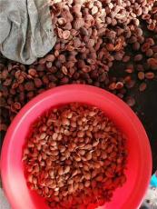 泰安市周边哪里有桃树种子电话联系方式