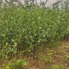 济源0.4公分好种植的枸橘苗产地