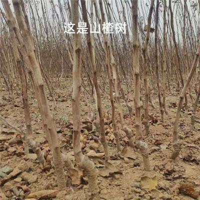 江苏1.2公分大五棱山楂苗批发