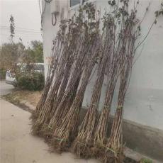 河南1米高山楂苗报价