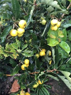 陕西5公分甜红子山楂苗苗圃基地在哪里