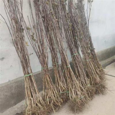 河北4公分甜红子山楂苗种植基地