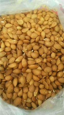 泰安市周边哪里有桃树种子电话联系方式