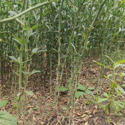 保定0.3公分优质的枸橘苗最新价格