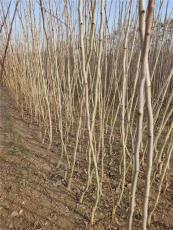 湖北6公分山楂苗种植基地