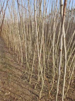 湖北6公分山楂苗种植基地