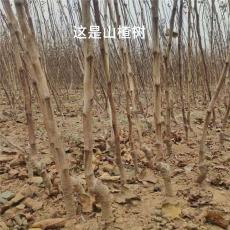 云南2公分大金星山楂苗求购