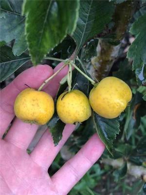 山西50厘米大金星山楂苗供应