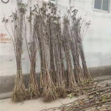 江西1.2公分大五棱山楂苗苗圃基地在哪里