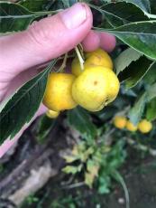 湖南0.8公分大金星山楂苗多少钱一棵