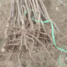 湖南0.5公分甜红子山楂苗产地