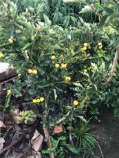 山西4公分山楂苗产地