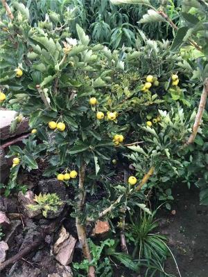 山东4公分甜红子山楂苗售价