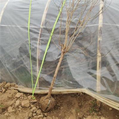 泰安市附近1公分泰山红石榴苗价格