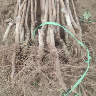 江西1公分甜红子山楂苗报价