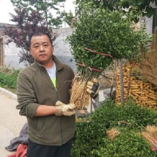 烟台0.4公分好种植的枸橘苗产地