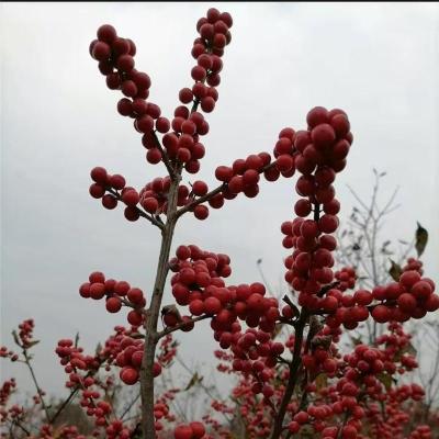 云南价格低的东黄北美冬青优质供应