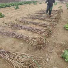 浙江1.5公分山楂苗种植基地