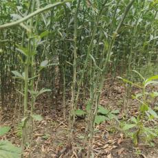 淄博0.6公分附近的枳壳苗基地