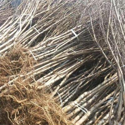 佳木斯实惠的金秋红蜜桃苗多少钱一棵