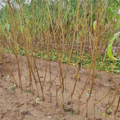 伊犁地区服务好的桃树成苗苗圃基地