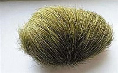 洛阳猪宝拍卖鉴定靠谱吗