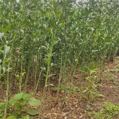 辽宁0.5公分靠谱的枳壳苗哪里有售