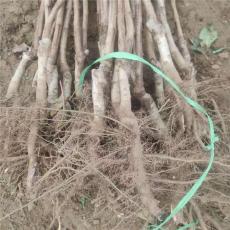 江西0.8公分甜红子山楂苗批发基地在哪里