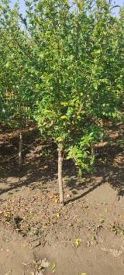 山东6公分泰山红石榴苗多少钱附近种植基地