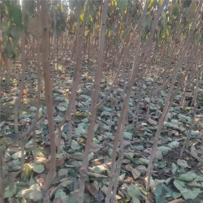 泰安市1公分杏树成苗荷兰香蜜杏苗多少钱