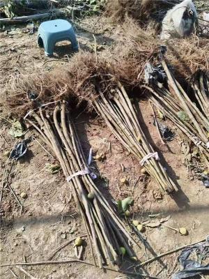 淮南附近的芭劳奈无花果苗报价