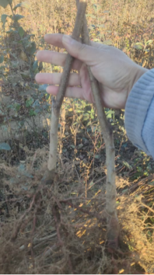 白沙黎族自治县规模大的0.8公分杏树苗苗圃基地