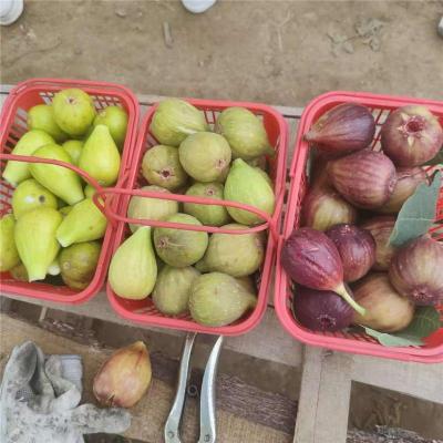 呼伦贝尔靠谱的金傲芬无花果苗批发基地