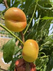 文昌规模大的桃树成苗附近哪里有