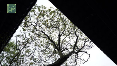 咸宁园林建设设计施工