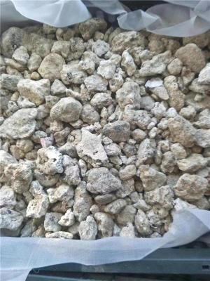 湛江猪宝拍卖交易多少钱一斤