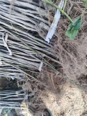 佛山附近的芭劳奈无花果苗基地